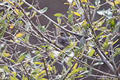 Yellow-throated Seedeater, Melka Ghebdu, Ethiopia, January 2016 - click for larger image