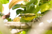 Yellow-fronted Canary, Ghana, June 2011 - click for larger image