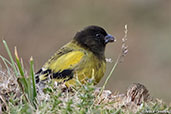 Ethiopian Siskin, Bale Mountains, Ethiopia, January 2016 - click for larger image