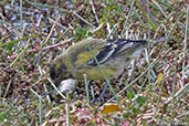 Ethiopian Siskin, Bale Mountains, Ethiopia, January 2016 - click for larger image