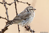 Reichenow's Seedeater, Liben Plains, Ethiopia, January 2016 - click for larger image