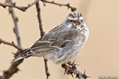 Reichenow's Seedeater, Liben Plains, Ethiopia, January 2016 - click for larger image