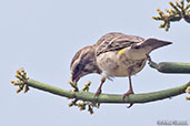 Reichenow's Seedeater, Simbo Resort, Ethiopia, January 2016 - click for larger image