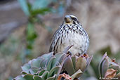 Streaky Seedeater, Lalibela, Ethiopia, January 2016 - click for larger image