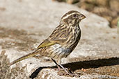 Streaky Seedeater, Addis Ababa, Ethiopia, January 2016 - click for larger image