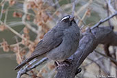 Brown-rumped Seedeater, Lalibela, Ethiopia, January 2016 - click for larger image