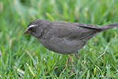 Brown-rumped Seedeater, Addis Ababa, Ethiopia, January 2016 - click for larger image