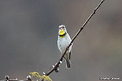 Salvadori's Seedeater, Sof Omar, Ethiopia, January 2016 - click for larger image