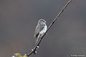 Salvadori's Seedeater, Sof Omar, Ethiopia, January 2016 - click for larger image