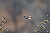 Salvadori's Seedeater, Sof Omar, Ethiopia, January 2016 - click for larger image