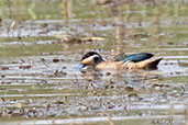 Hottentot Teal, Lake Ziway, Ethiopia, January 2016 - click for larger image