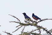 Magpie Starling, near Yabello, Ethiopia, January 2016 - click for larger image