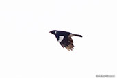 Magpie Starling, near Yabello, Ethiopia, January 2016 - click for larger image