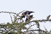 Magpie Starling, near Yabello, Ethiopia, January 2016 - click for larger image