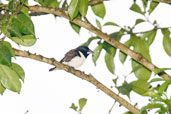 Magpie Mannikin, Kakum, Ghana, May 2011 - click for larger image