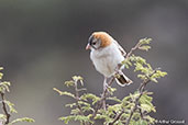 Speckle-fronted Weaver, Lalibela, Ethiopia, January 2016 - click for larger image