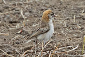 Speckle-fronted Weaver, Lalibela, Ethiopia, January 2016 - click for larger image