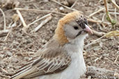 Speckle-fronted Weaver, Lalibela, Ethiopia, January 2016 - click for larger image