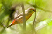 Male Zebra Waxbill, Ghana, June 2011 - click for larger image