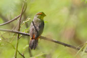 Male Zebra Waxbill, Ghana, June 2011 - click for larger image