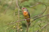 Male Zebra Waxbill, Ghana, June 2011 - click for larger image