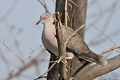 Mourning Collared-dove, Bilen, Ethiopia, January 2016 - click for larger image