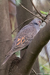 Dusky Turtle-dove, Addis Ababa, Ethiopia, January 2016 - click for larger image