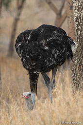 Somali Ostrich, Lake Shalla, Ethiopia, January 2016 - click for larger image