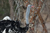 Somali Ostrich, Lake Shalla, Ethiopia, January 2016 - click for larger image