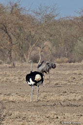 Somali Ostrich, Alleghedi Plains, Ethiopia, January 2016 - click for larger image