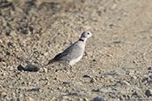 African Collared-dove, Bilen, Ethiopia, January 2016 - click for larger image