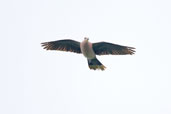 Red-eyed Dove, Ghana, June 2011 - click for larger image