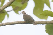 Red-eyed Dove, Ghana, June 2011 - click for larger image