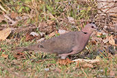 Red-eyed Dove, Lake Langano, Ethiopia, January 2016 - click for larger image