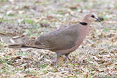 Red-eyed Dove, Lake Langano, Ethiopia, January 2016 - click for larger image