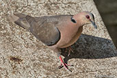 Red-eyed Dove, Addis Ababa, Ethiopia, January 2016 - click for larger image