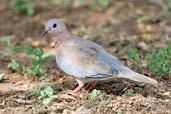 Laughing Dove, Mole National Park, Ghana, June 2011 - click for larger image