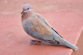 Laughing Dove, Mole National Park, Ghana, June 2011 - click for larger image