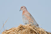 Laughing Dove, Ghana, June 2011 - click for larger image