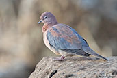 Laughing Dove, Jemma River, Ethiopia, January 2016 - click for larger image