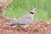 Vinaceous Dove, Tono Dam, Ghana, June 2011 - click for larger image