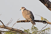 Vinaceous Dove, Ghibe Gorge, Ethiopia, January 2016 - click for larger image