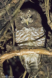 African Wood-owl, Bale Mountains, Ethiopia, January 2016 - click for larger image