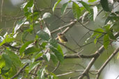 Lemon-bellied Crombec, Kakum National Park, Ghana, May 2011 - click for larger image