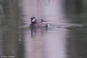 Madagascar Grebe, Mantadia N.P., Madagascar, November 2016 - click for larger image