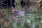 Madagascar Grebe, Mantadia N.P., Madagascar, November 2016 - click for larger image