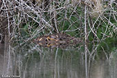 Madagascar Grebe nest, Mantadia N.P., Madagascar, November 2016 - click for larger image