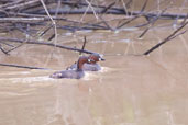 Little Grebe, near Shama, Ghana, May 2011 - click for larger image