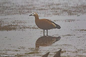 Ruddy Shelduck, Sanetti Plateau, Bale Mountains, Ethiopia, January 2016 - click for larger image