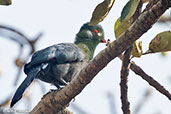 White-cheeked Turaco, Lake Langano, Ethiopia, January 2016 - click for larger image